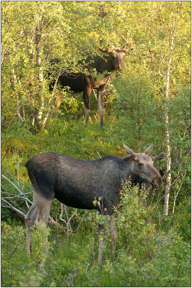 Skandinavien 12 06 260 DSC 3699