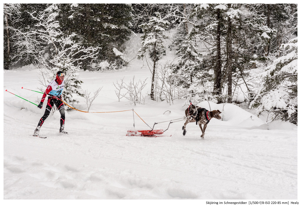 Skijöring im Schneegestöber