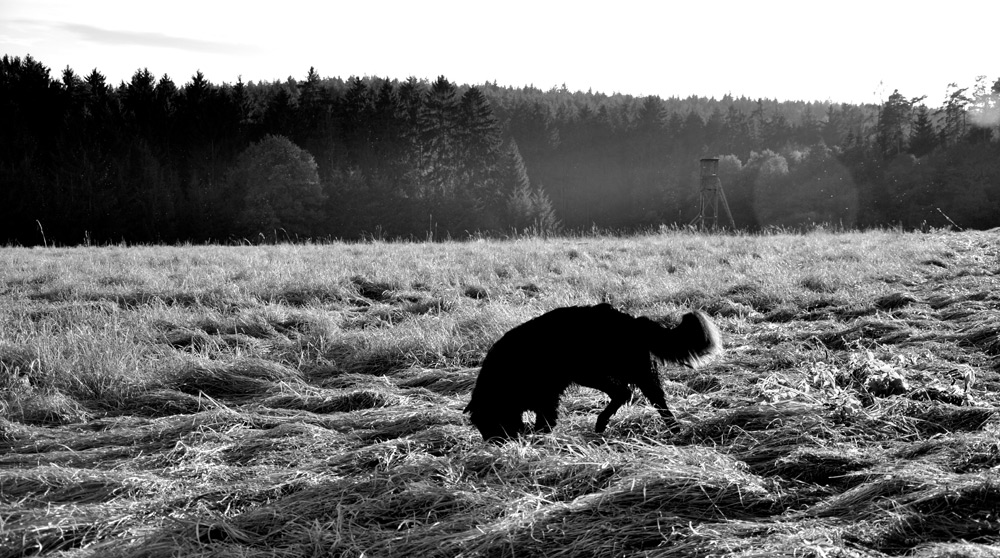 Skip wühlt im Getreidefeld.