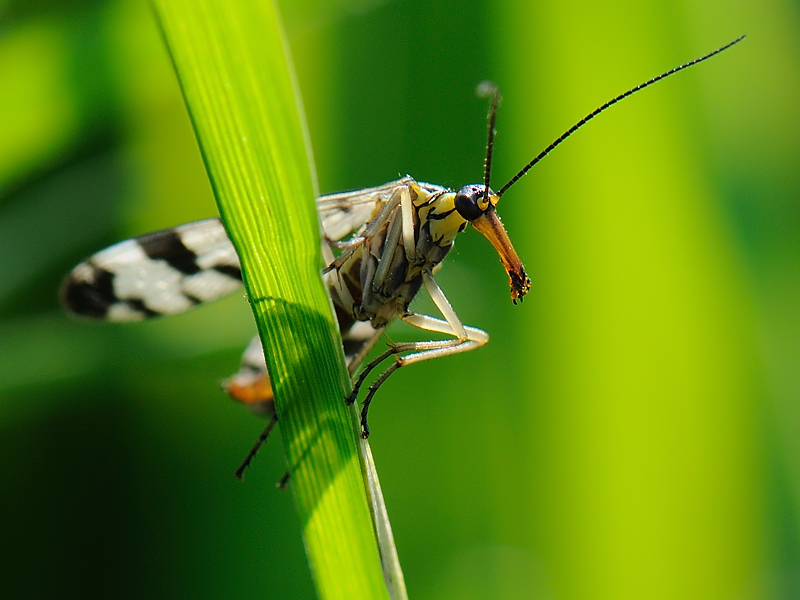 Skorpionfliege