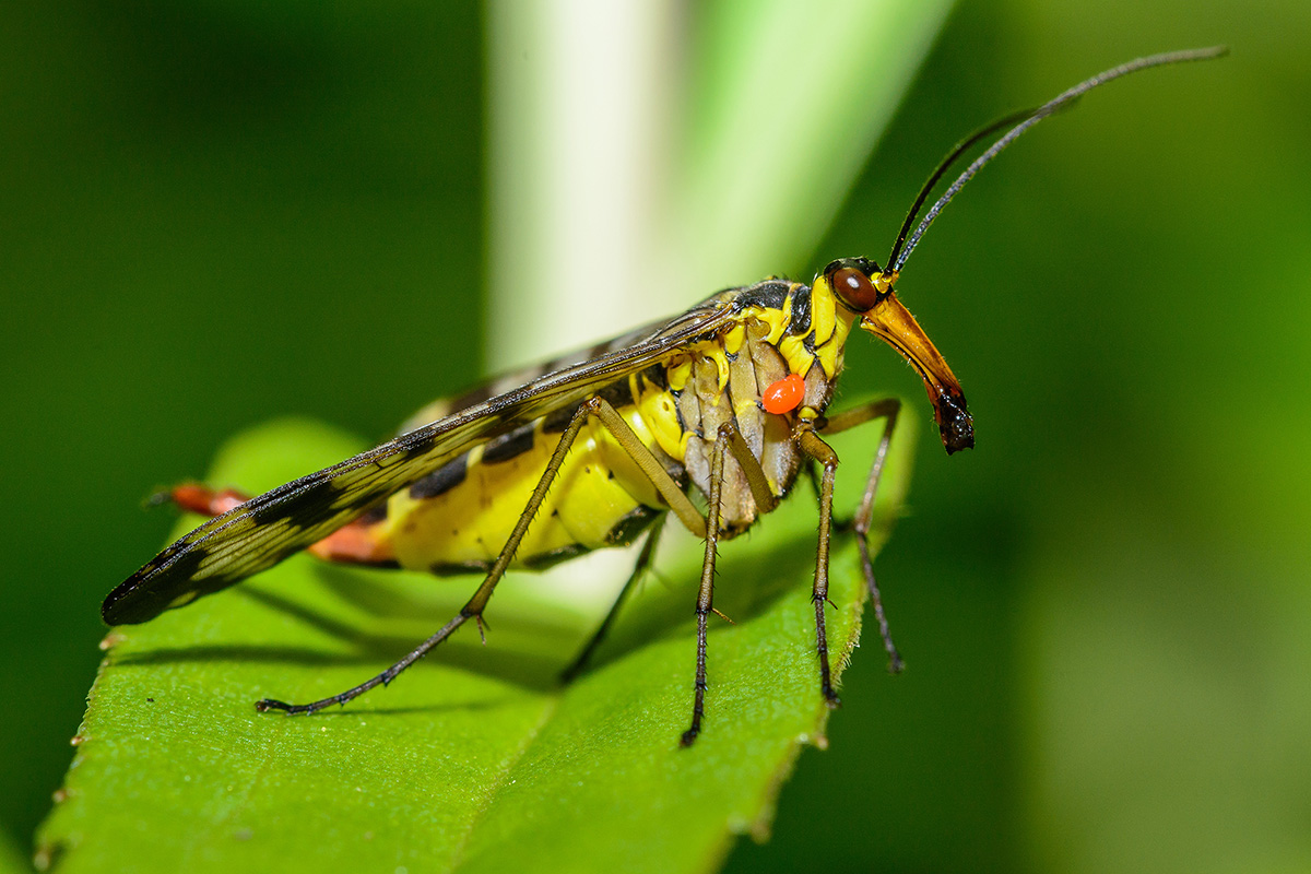 Skorpionsfliege 2