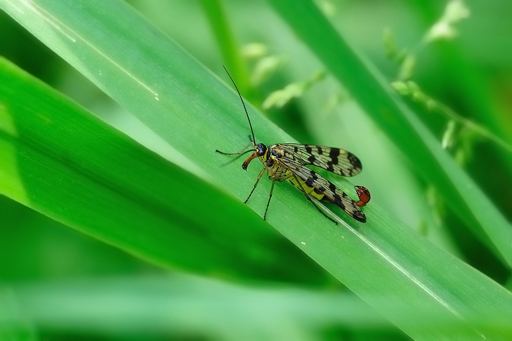 Skorpionsfliege