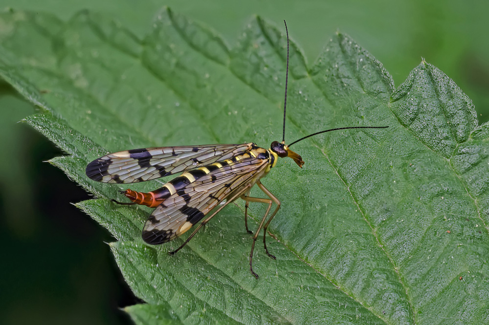 skorpionsfliege
