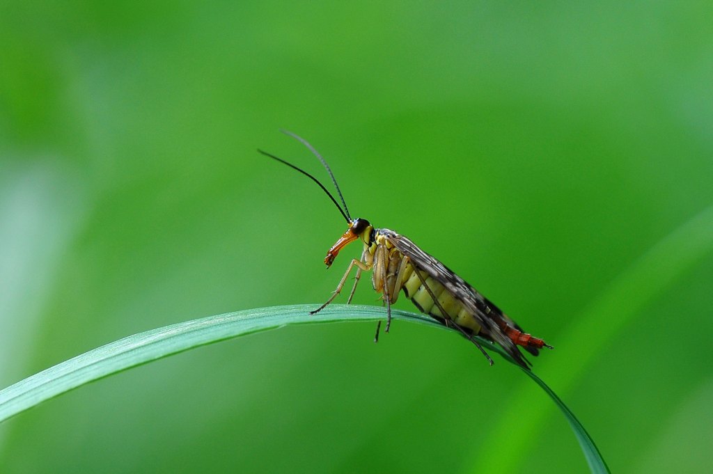 Skorpionsfliege
