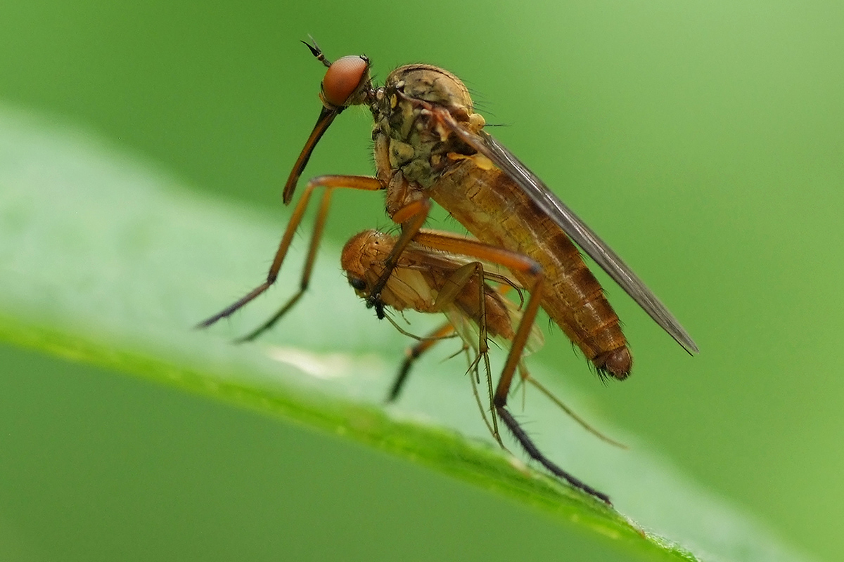 Skorpionsfliege3