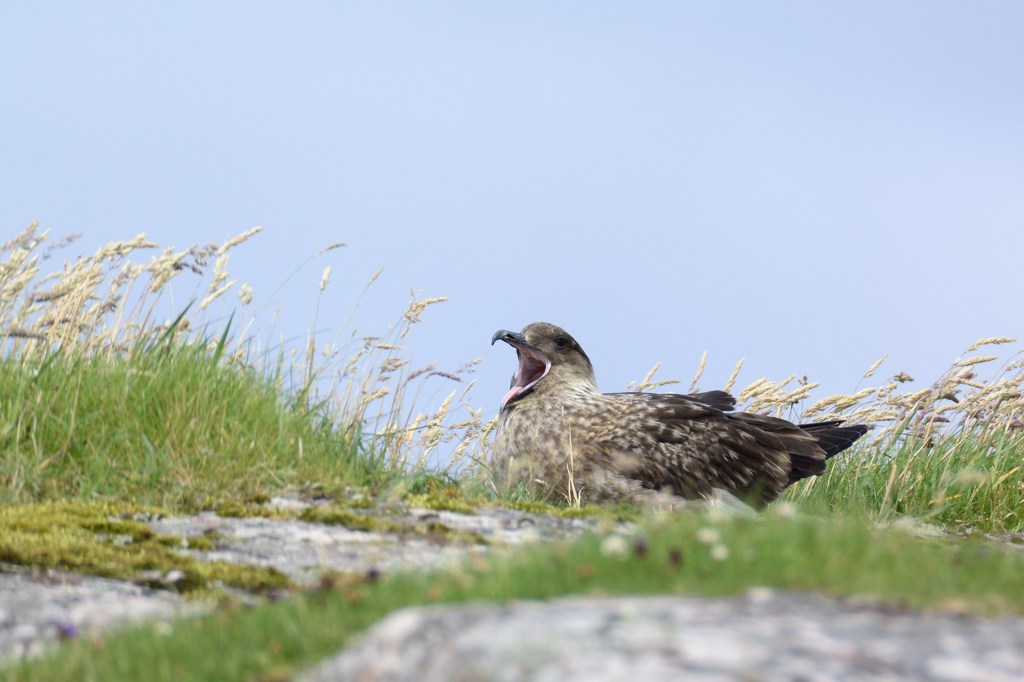 skua 1