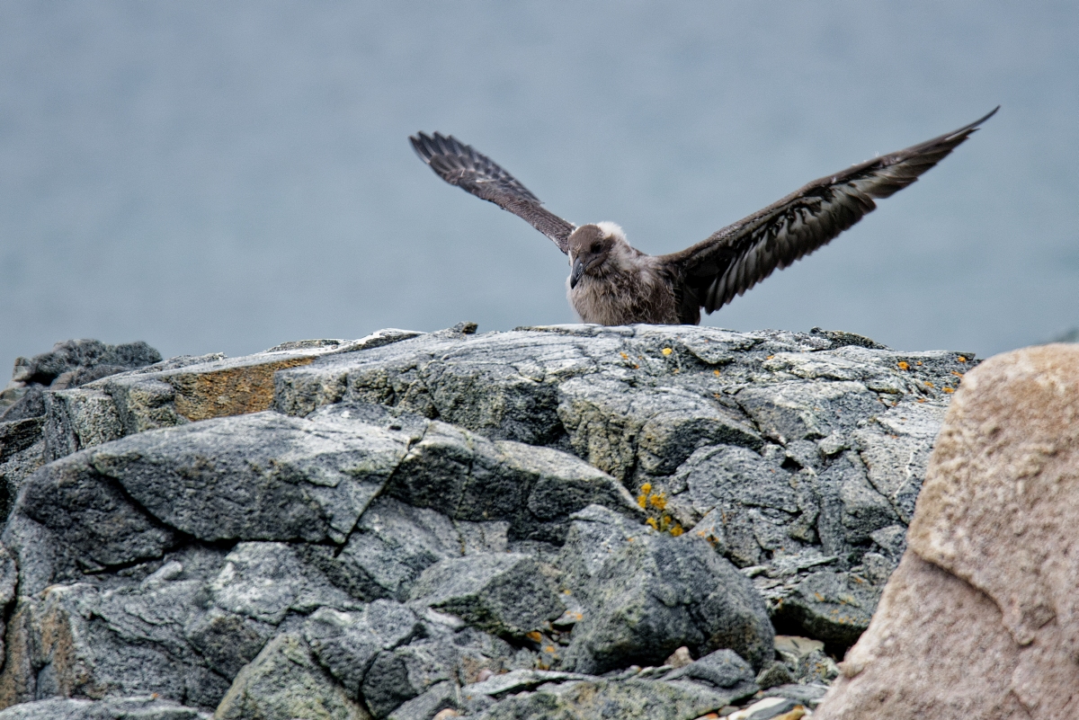 Skua Jungvogel Flugtraining I.jpg