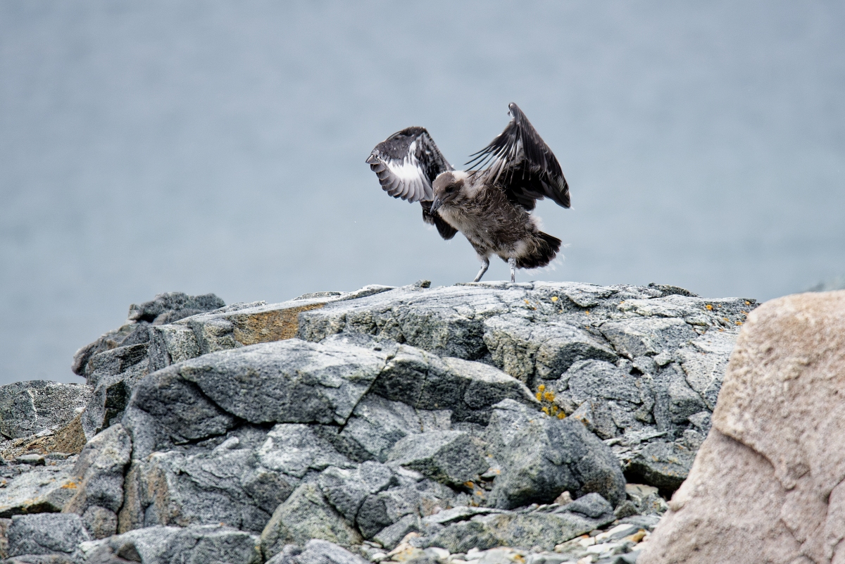 Skua Jungvogel Flugtraining II.jpg
