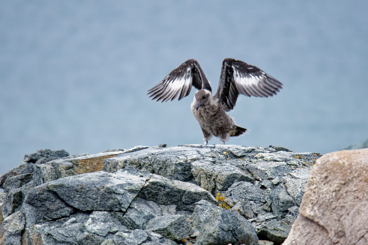 Skua Jungvogel Flugtraining III.jpg