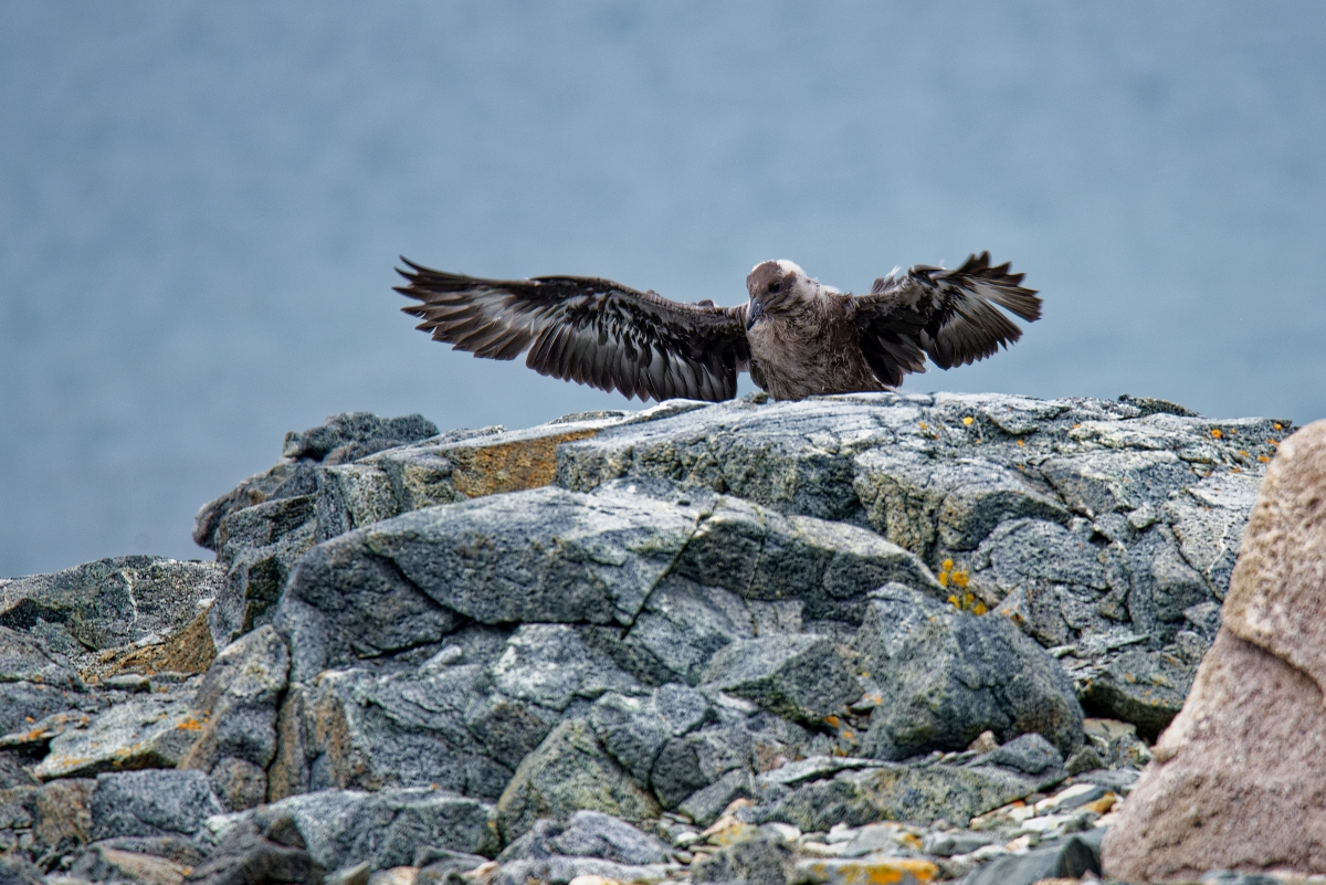 Skua Jungvogel Flugtraining VI.jpg