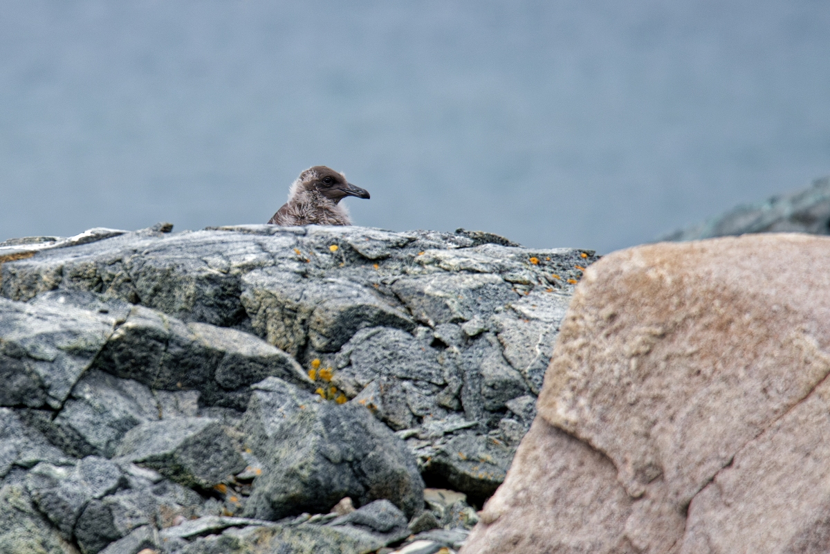 Skua Jungvogel Nest.jpg