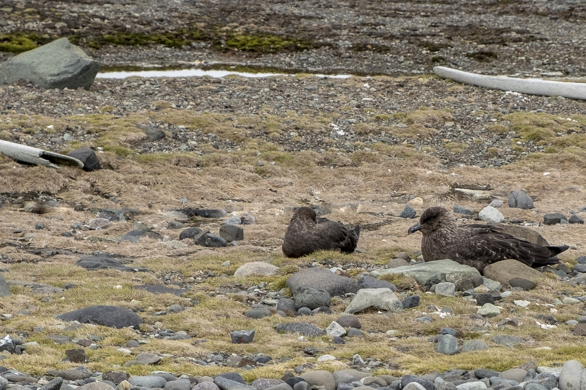 Skuas