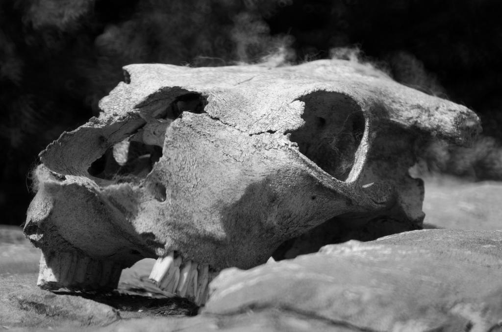 Skull sw  DSC1622