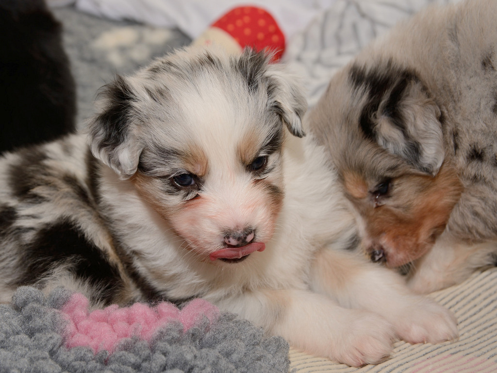 Skyfalls Puppies 75