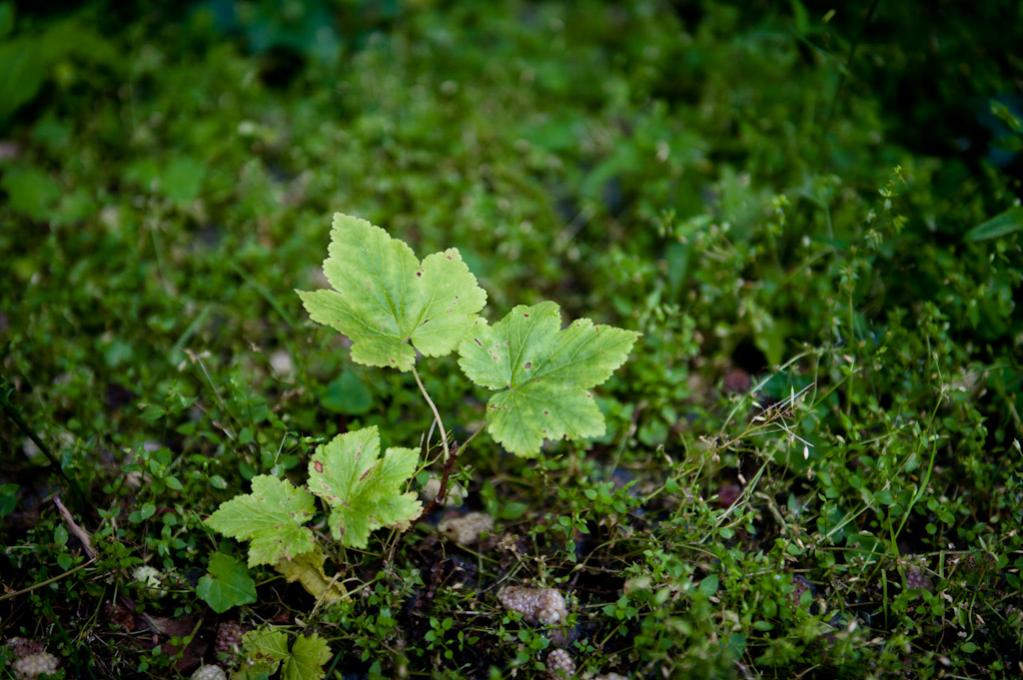 small maple