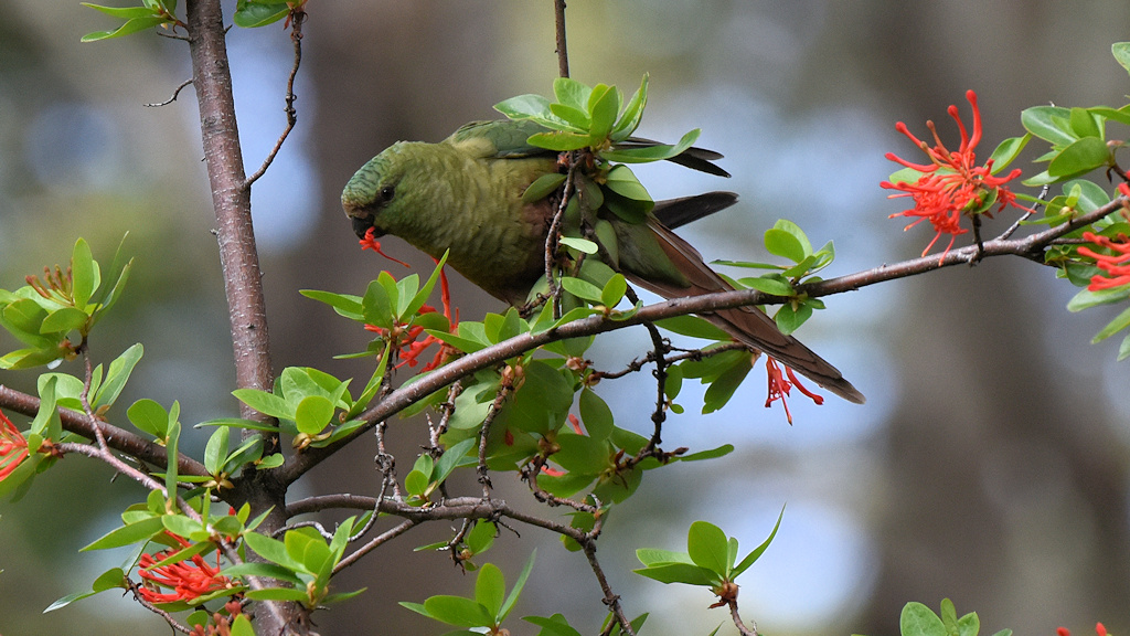 Smaragdsittich (Austral Parakeet)
Nationalpark Tierra del Fuego, Argentinien

s2560 Austral Parakeet 5066
