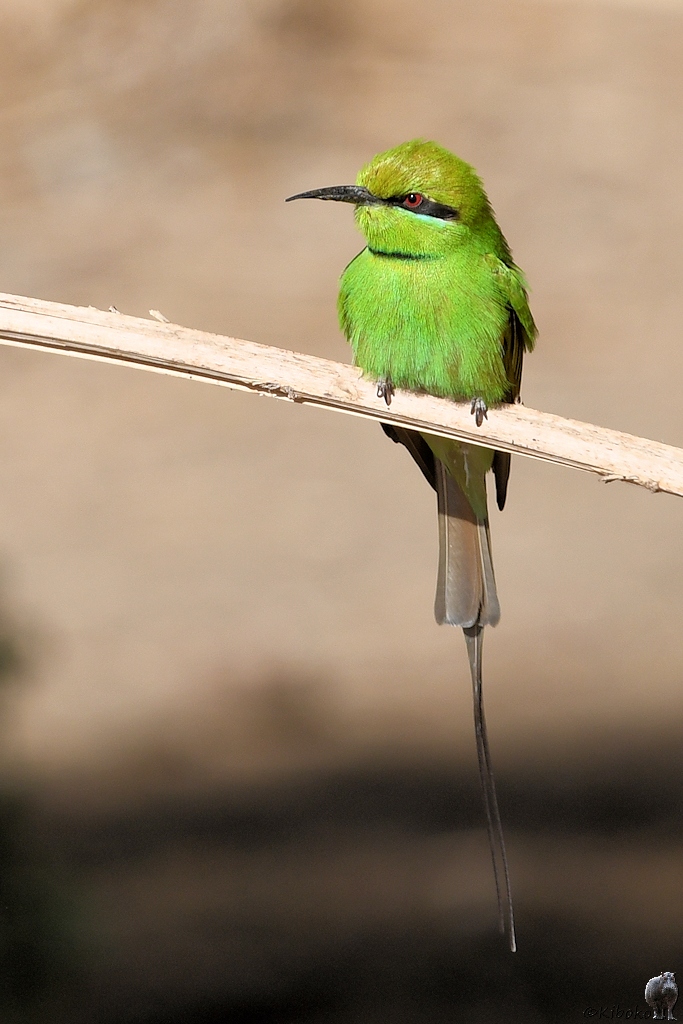 Smaragspint (Little green bee-eater)
in Delgo nähe Fähranleger

s737 Delgo Little Green Bee Eater 5194 h