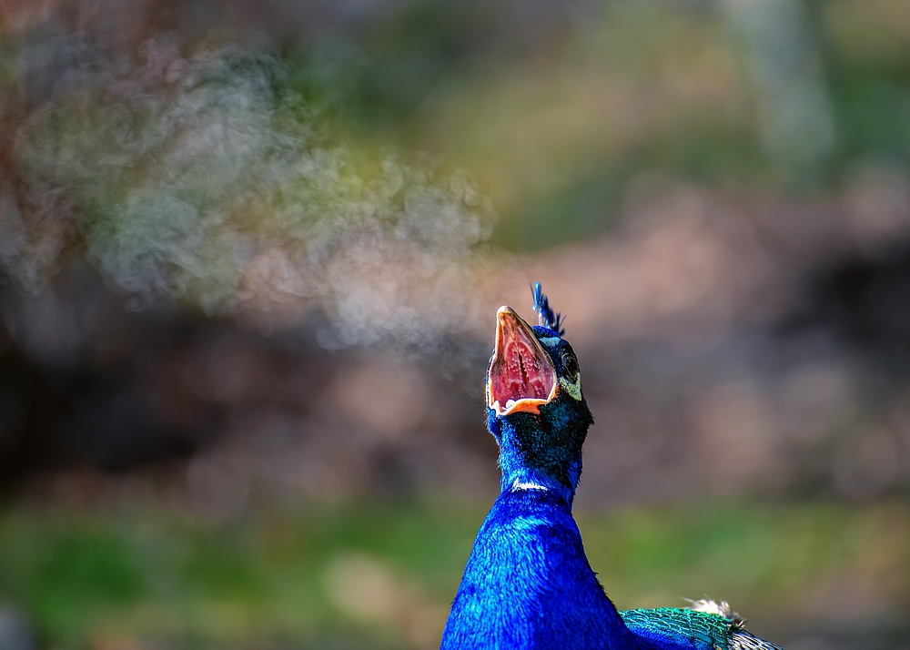 smoking peacock