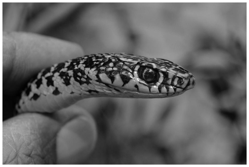 snake tuscany  D7K4389