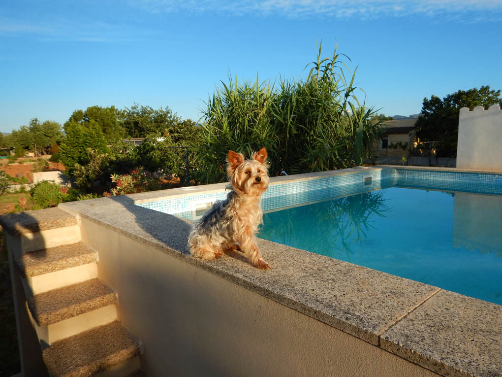 snoopy.am.wasserfp