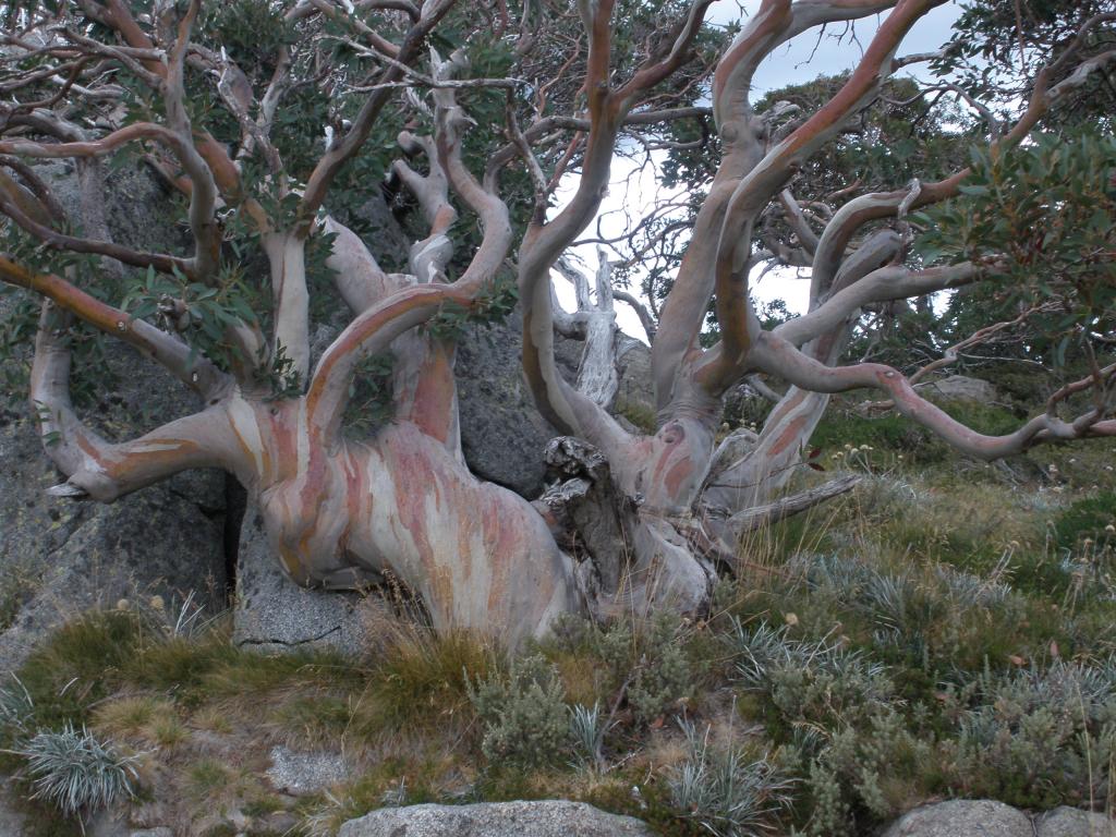 Snow Gum - Mt. Kosciuszko