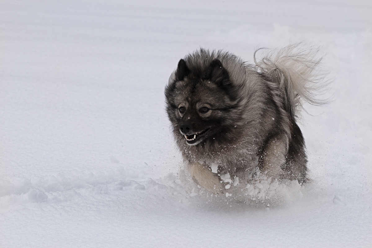 snowdoggie