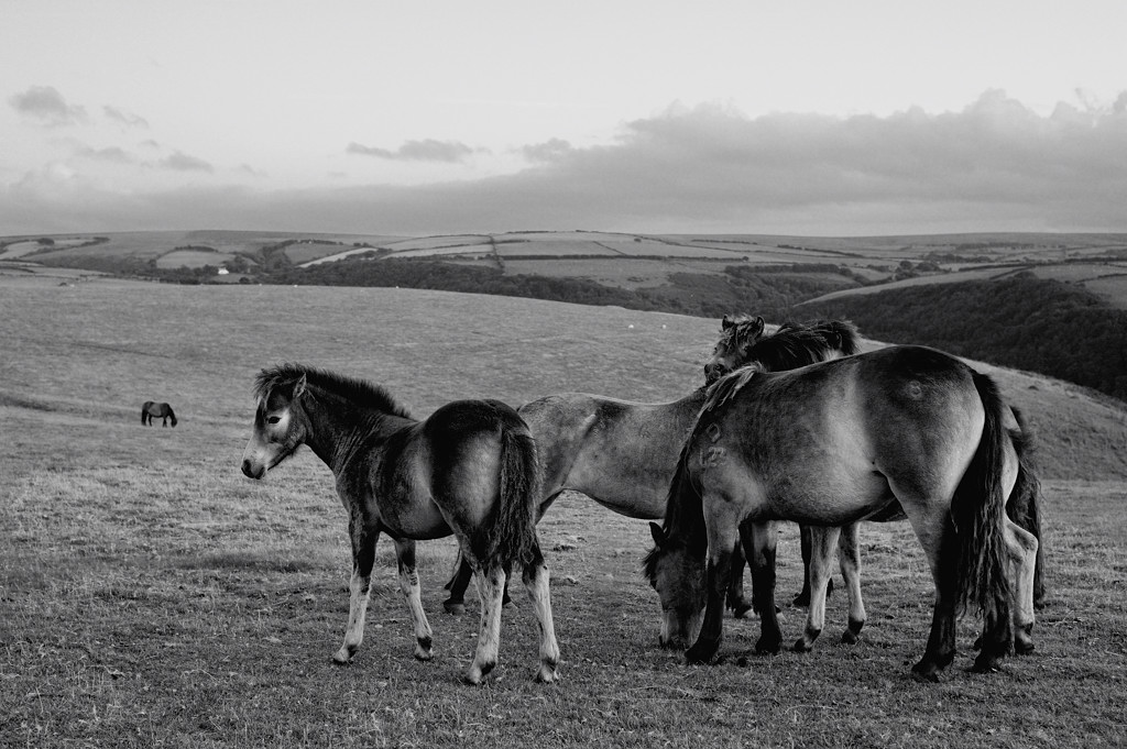 Somerset