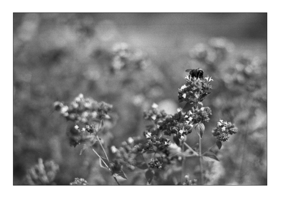 Sommer 4