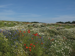 Sommer auf Rügen