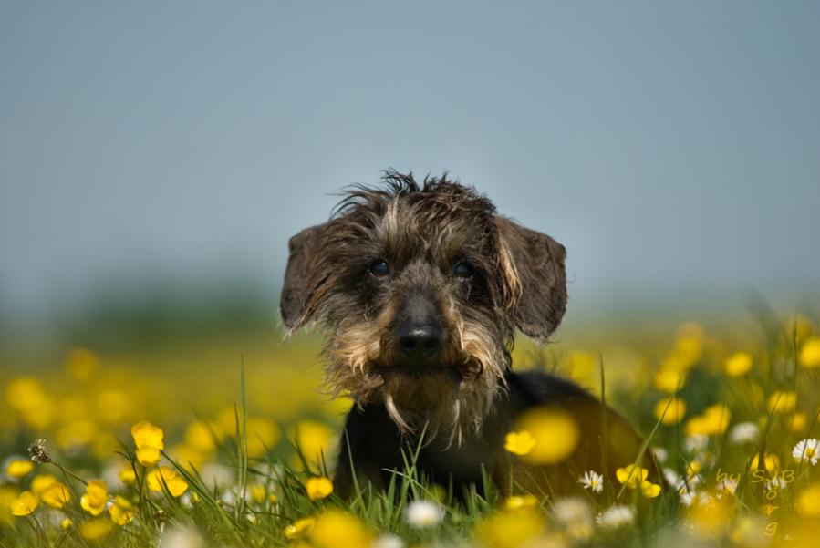 Sommer