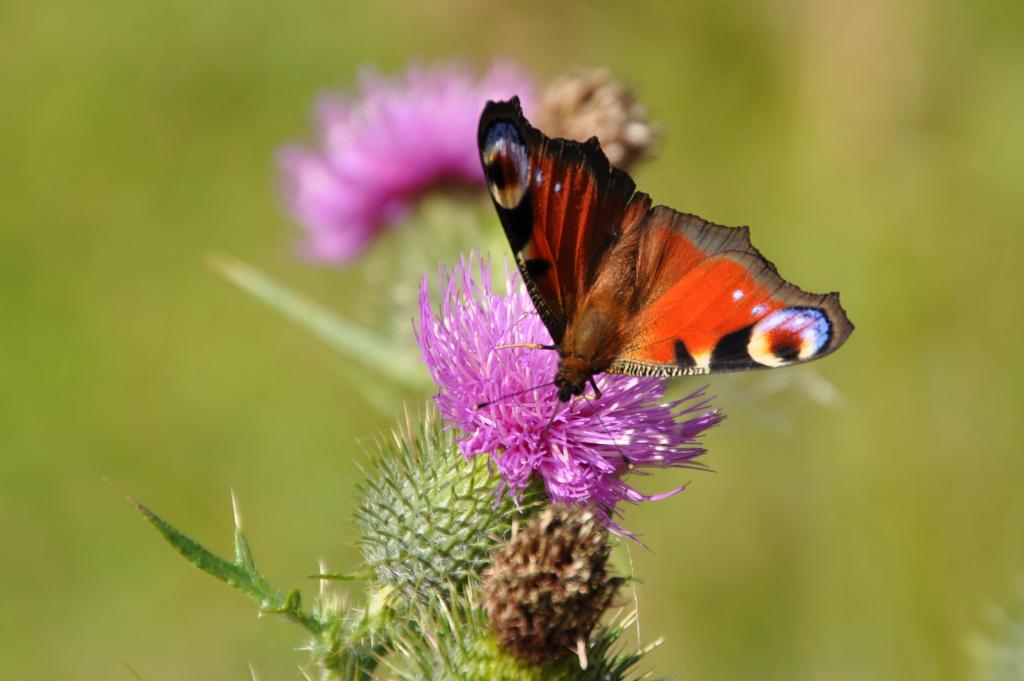 Sommer