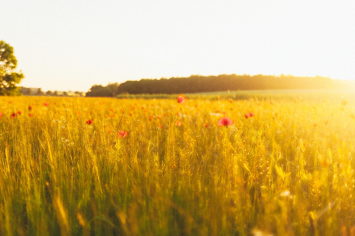 Sommer