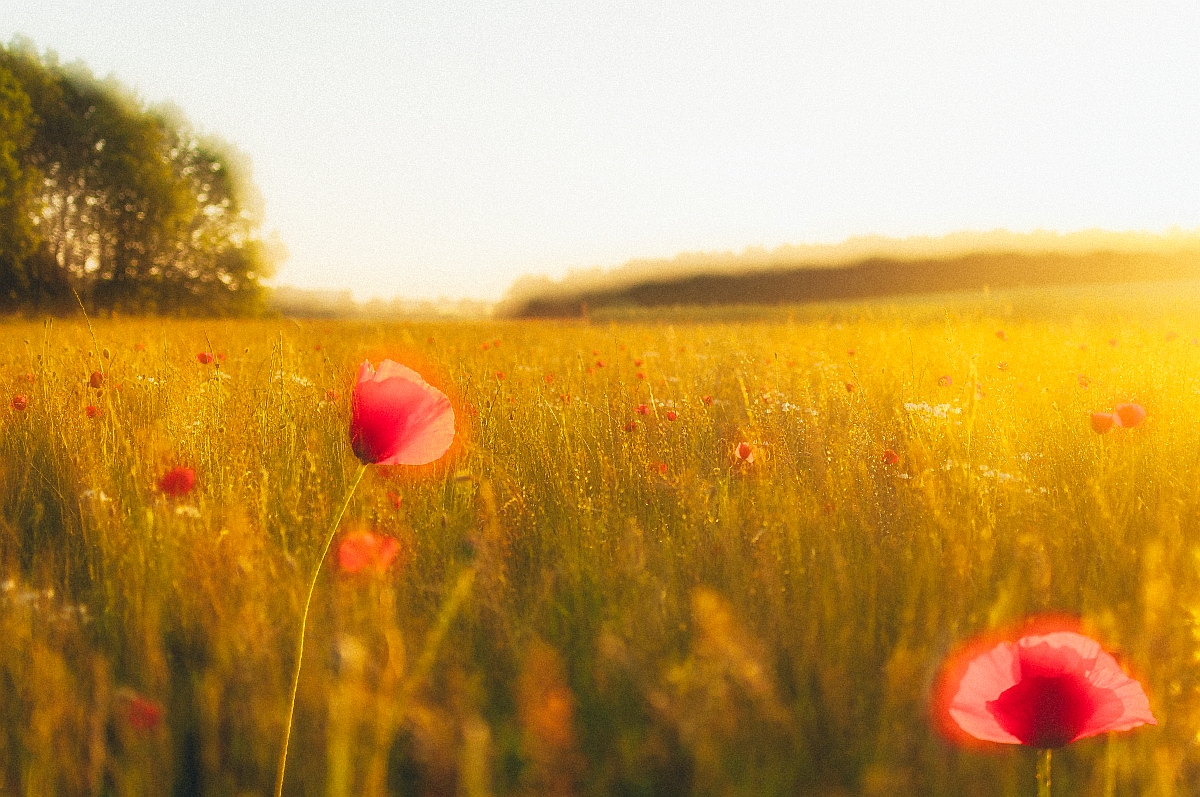 Sommer