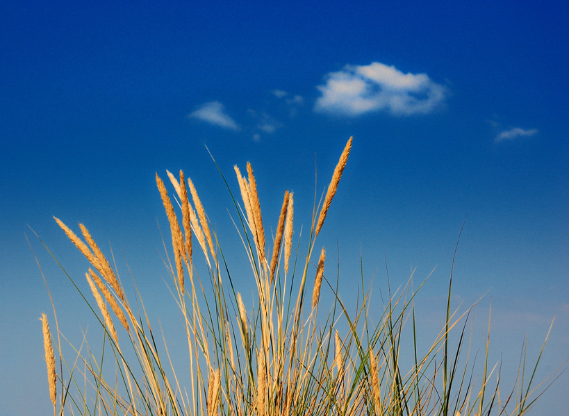 sommer
