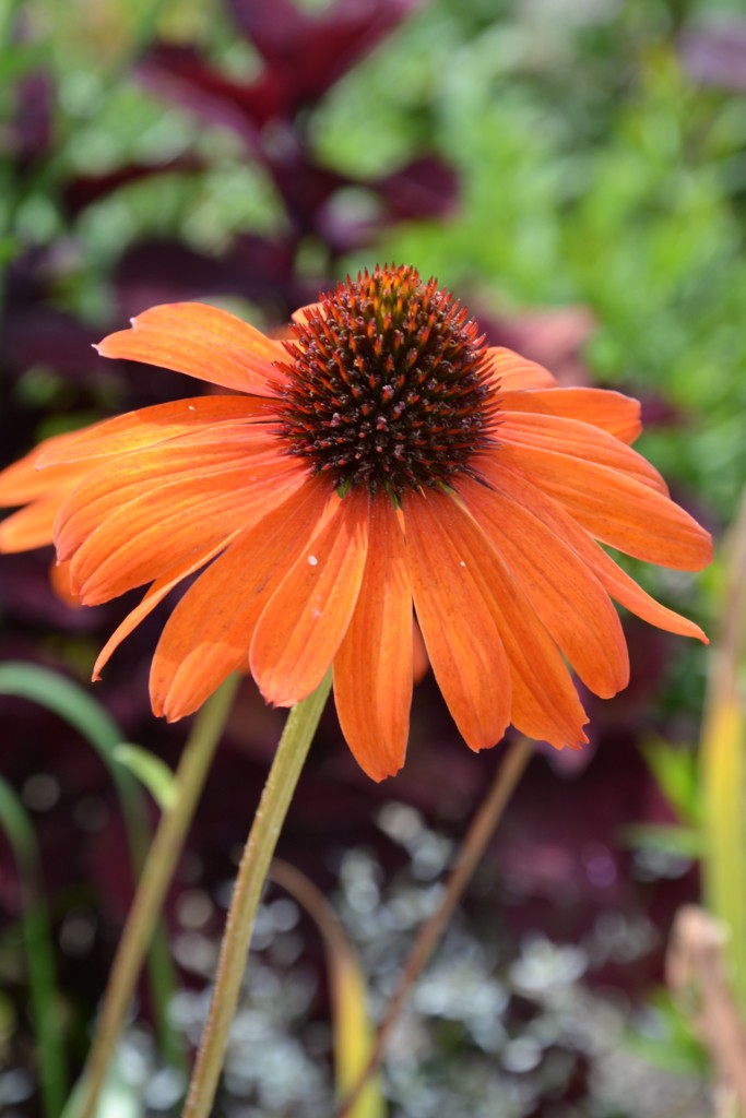 Sommerblüte