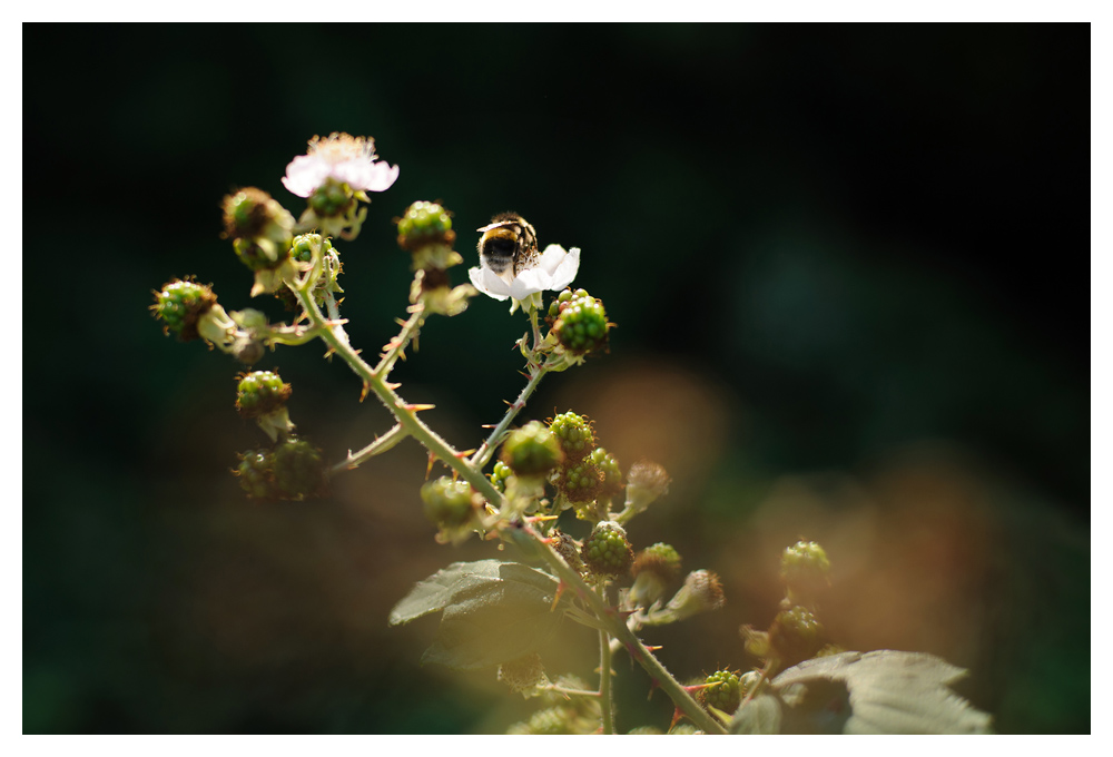 Sommerende1