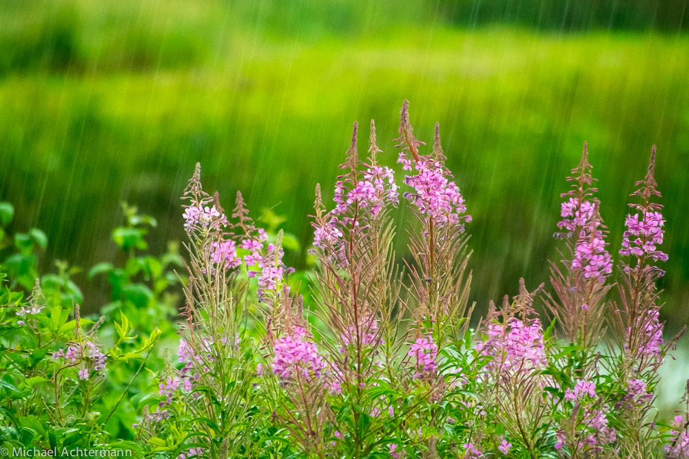 Sommerregen 2015
