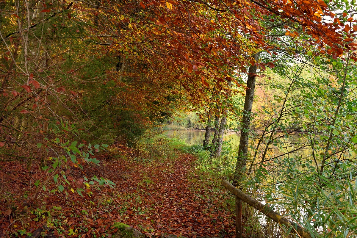 Sommertalweiher-2019_23336.jpg