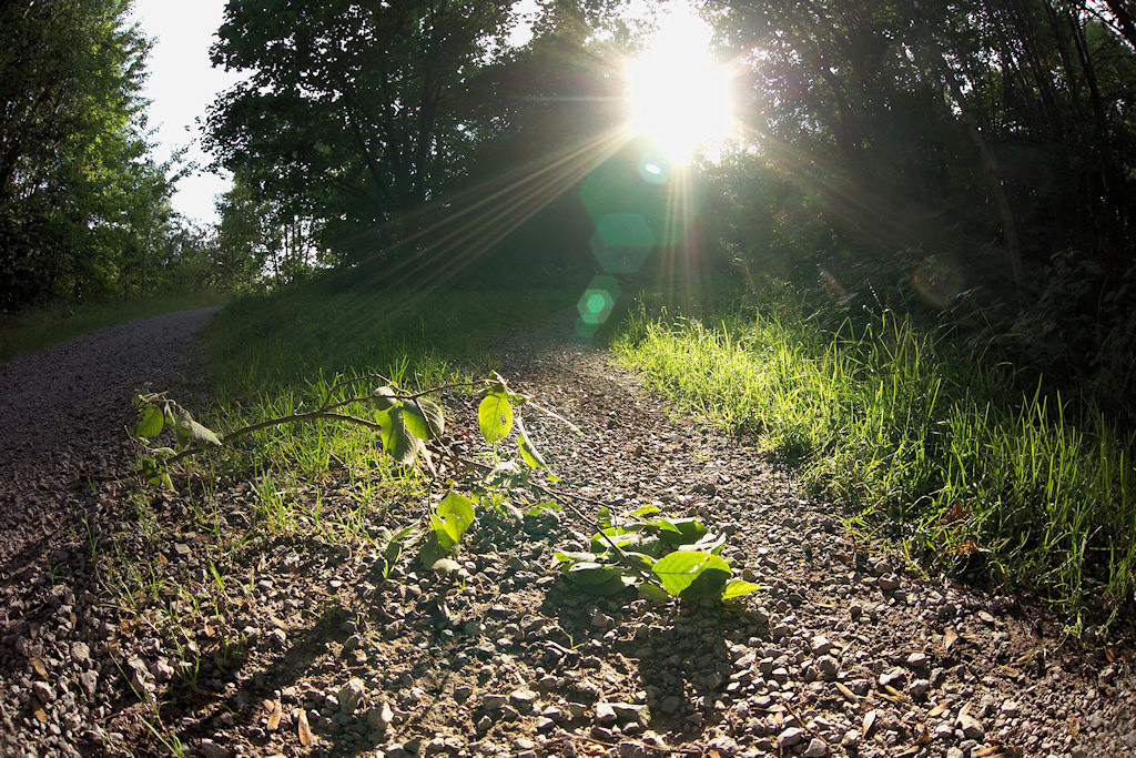Sonne auf Waldweg