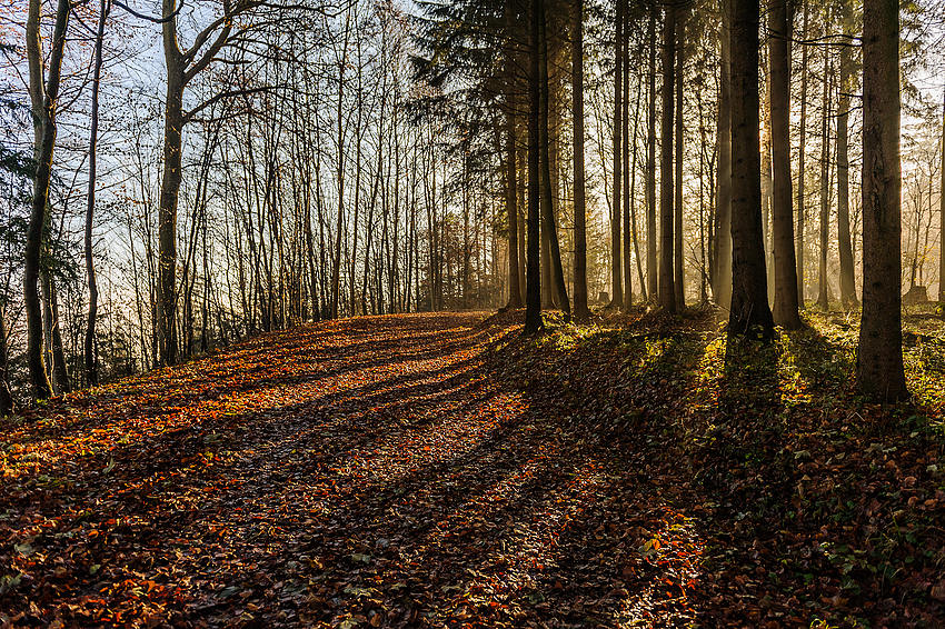 Sonne Nebel Schatten