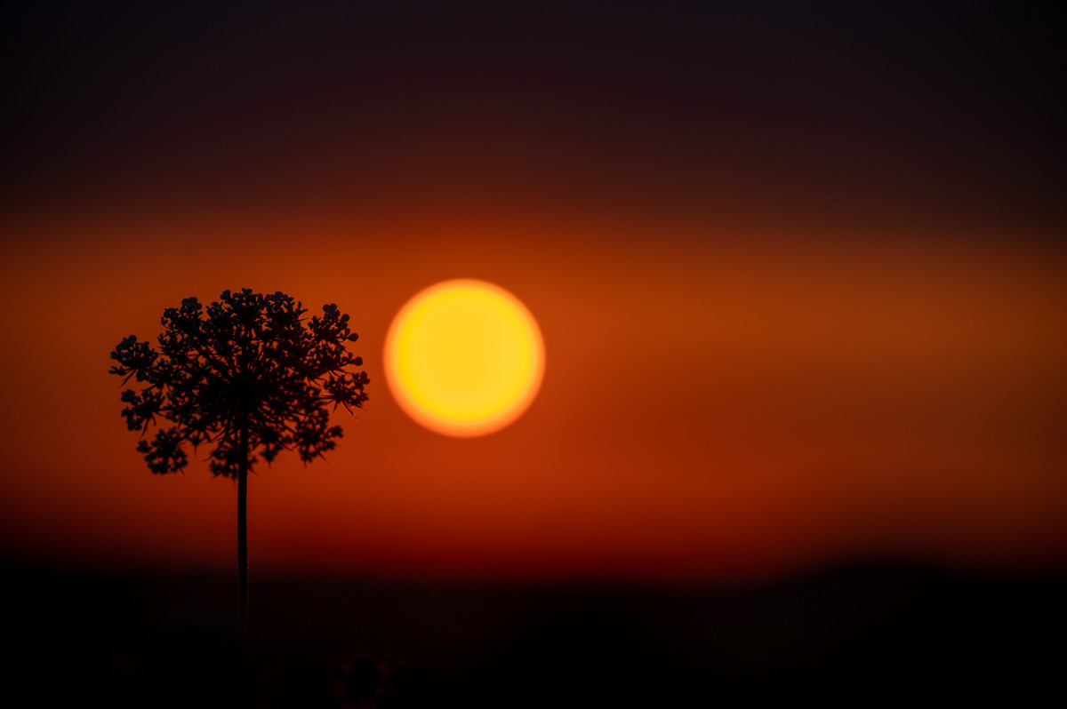 Sonnenaufgang über Rheinhessen