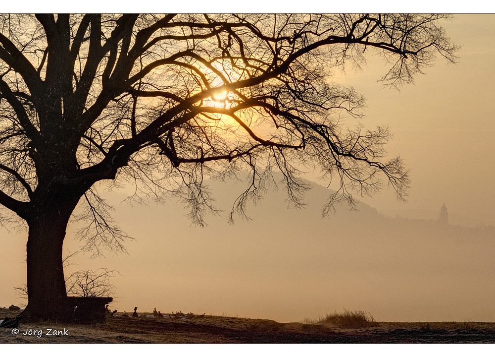 Sonnenaufgang unter der Linde a27272480