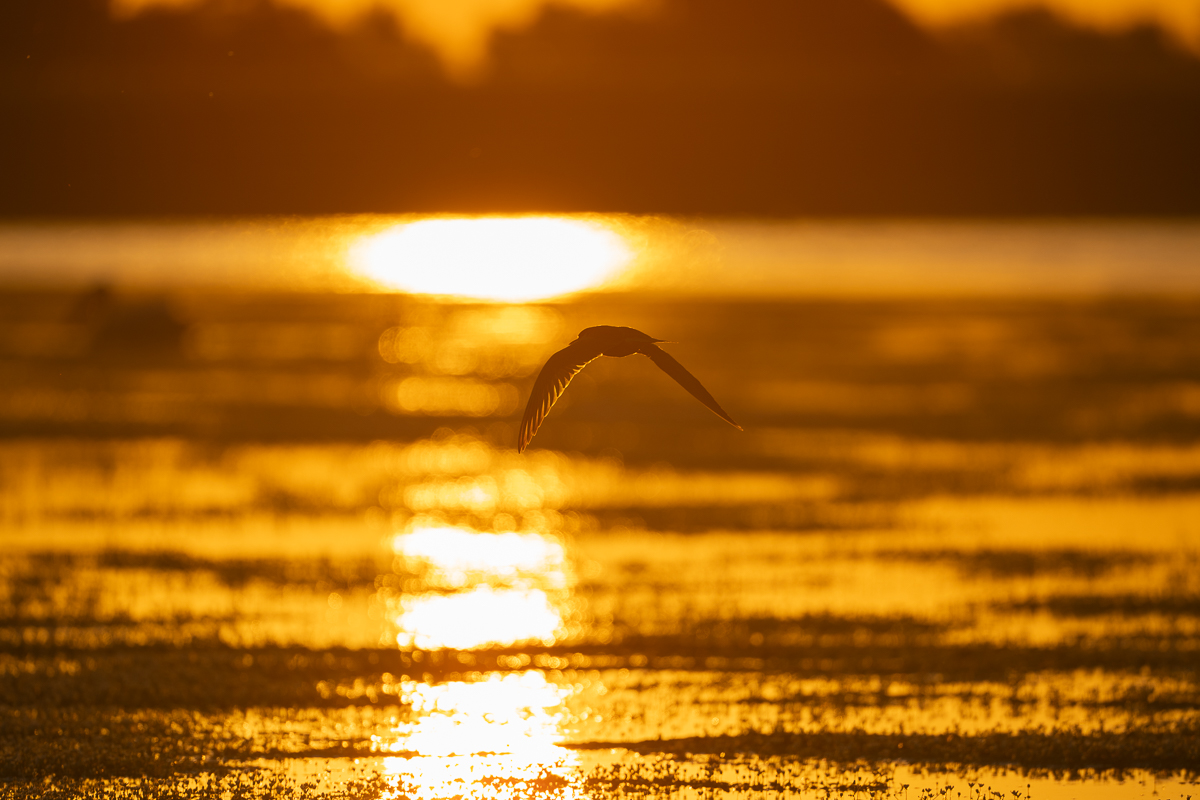 sonnenaufgang_Delta.jpg
