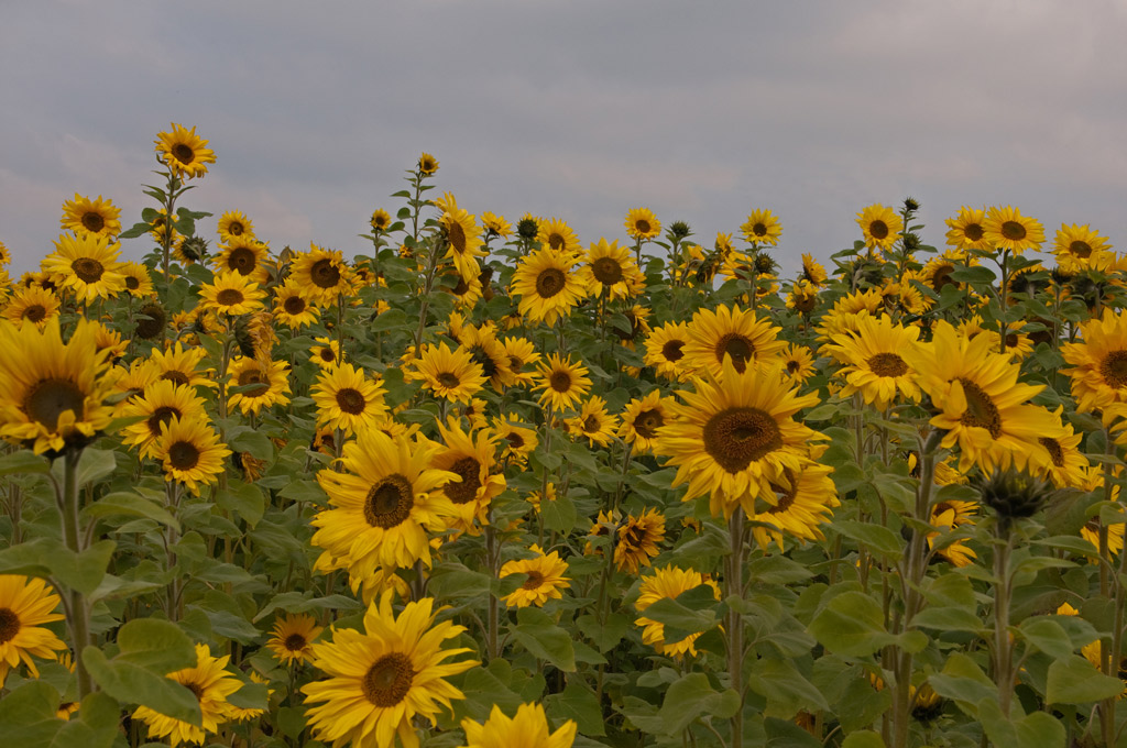 Sonnenblume 01