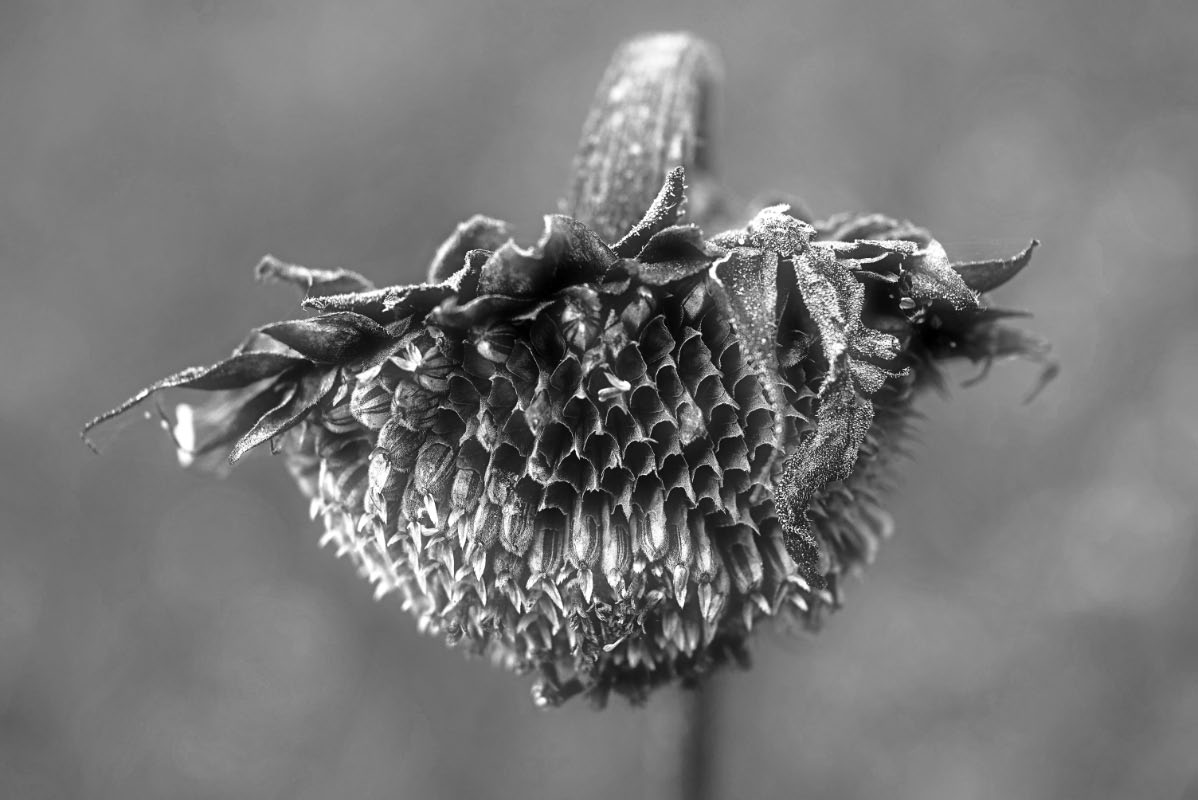 Sonnenblume 1-3 BW.jpg