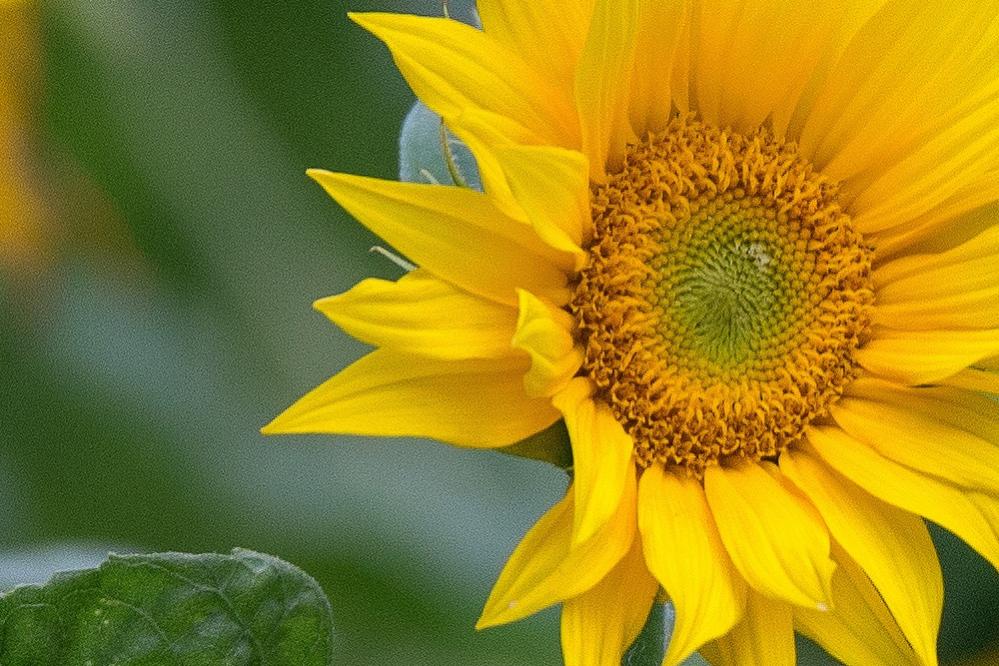 Sonnenblume 100%