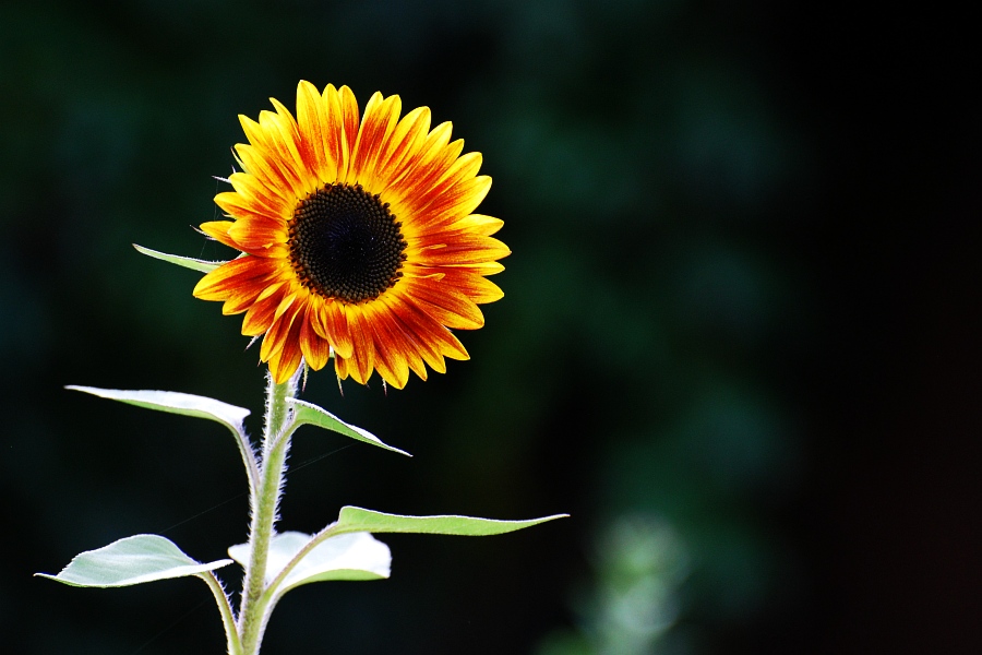 Sonnenblume DSC 5146