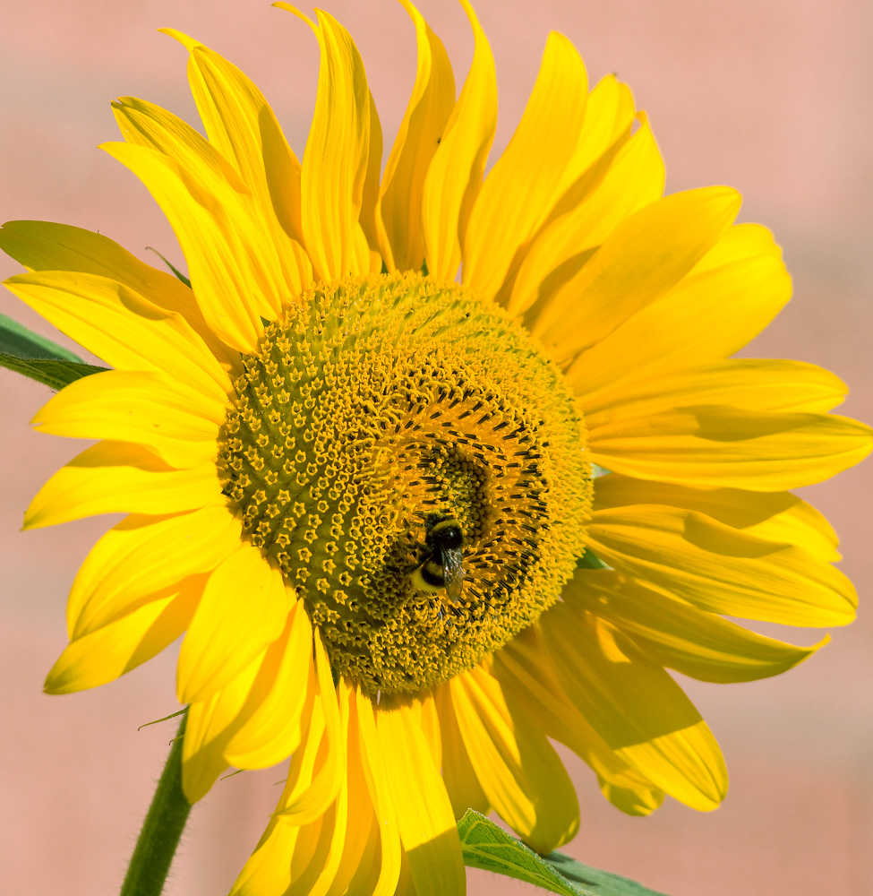 Sonnenblume Hummel