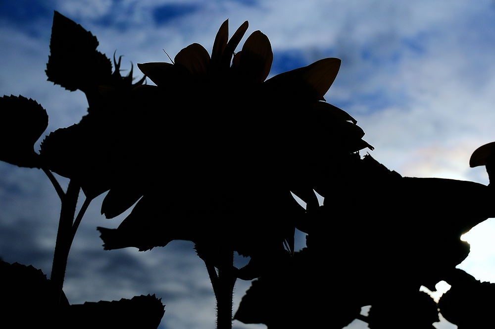 Sonnenblume im Gegenlicht
