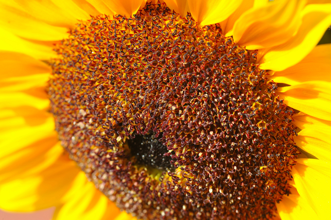 Sonnenblume.jpg